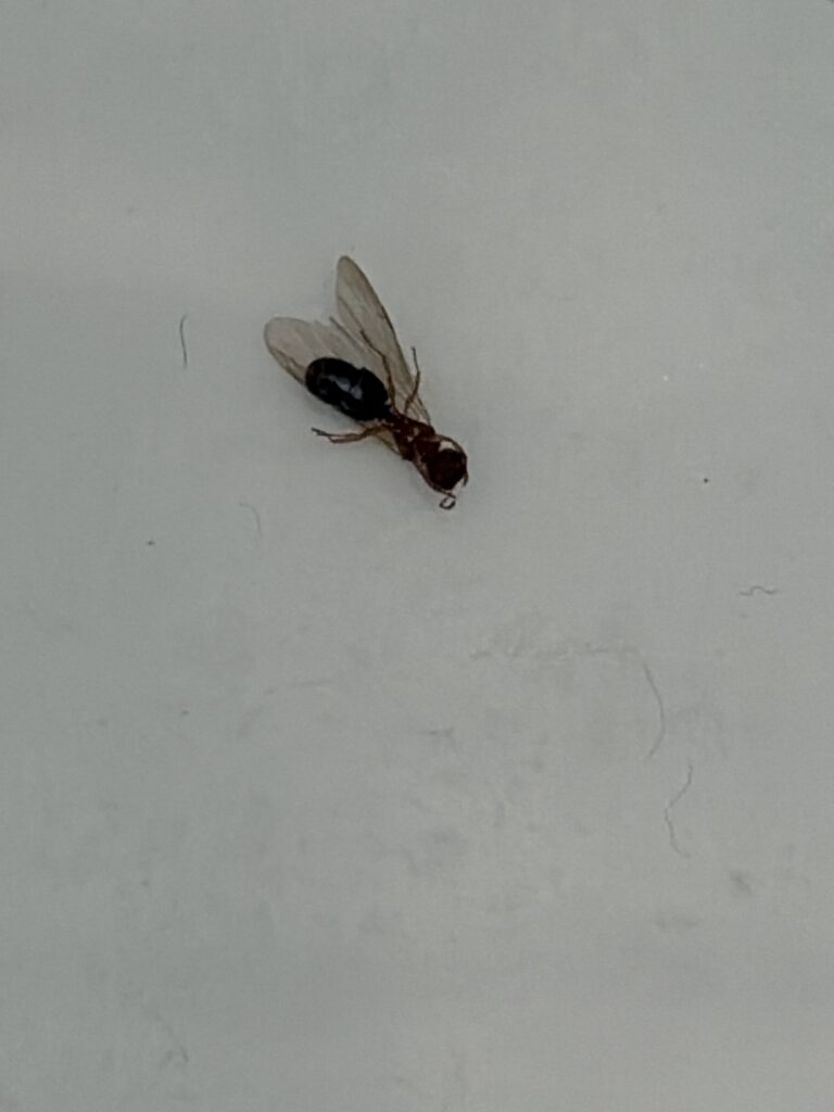 Winged termite swarmer found inside a Key Colony Beach vacation rental during a routine cleaning inspection
