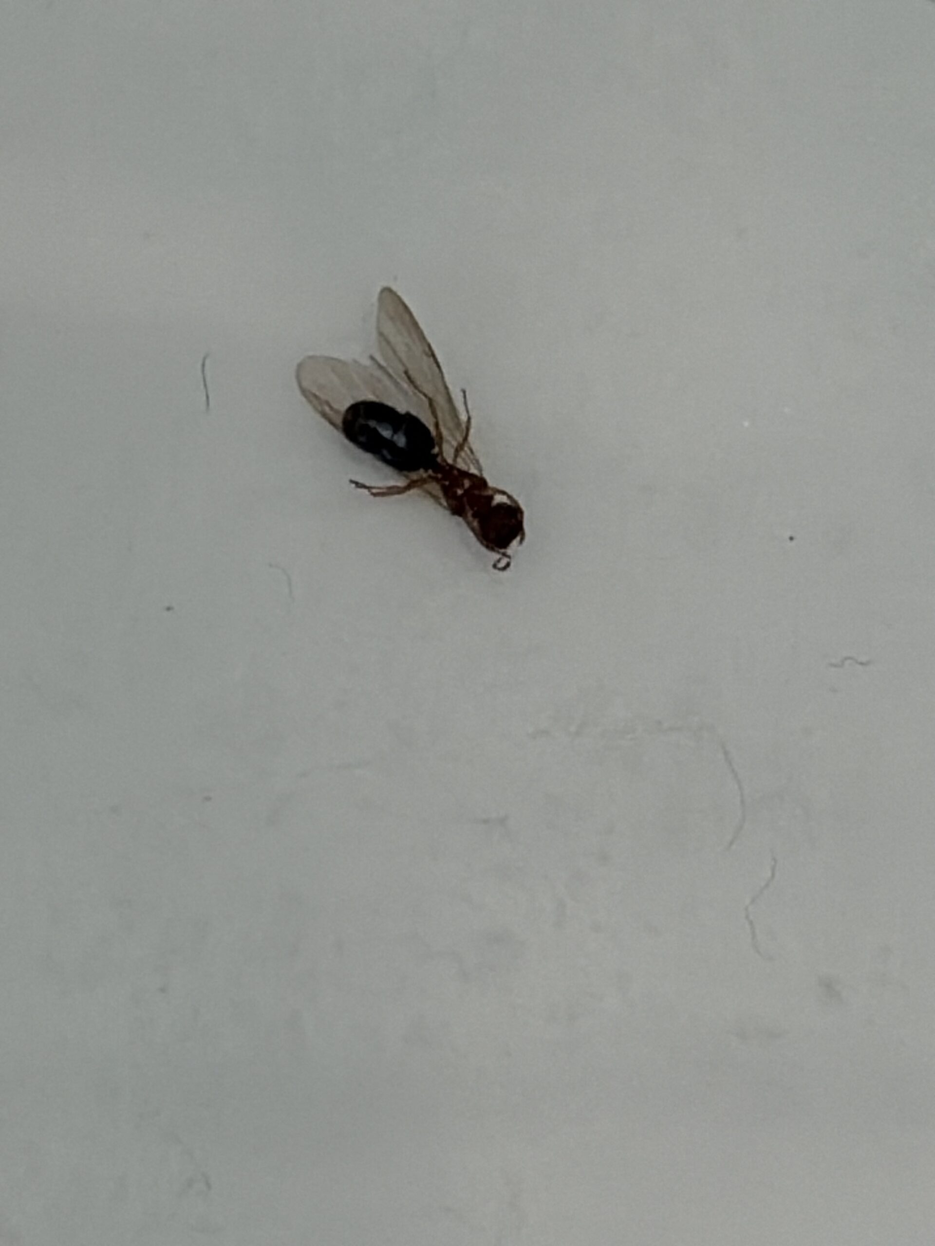 Winged termite swarmer found inside a Key Colony Beach vacation rental during a routine cleaning inspection