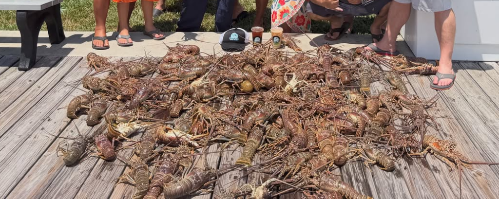 Florida spiny lobster catch during Mini Lobster Season in the Florida Keys