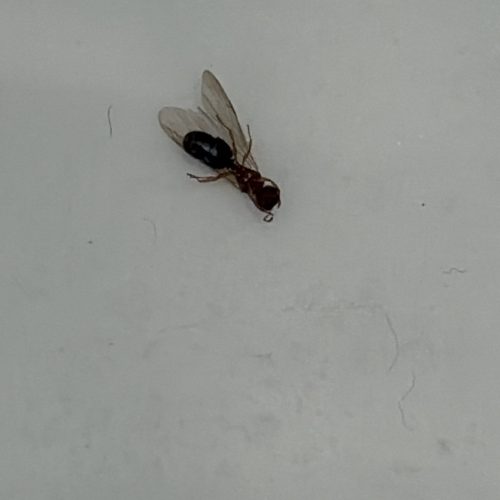 Winged termite swarmer found inside a Key Colony Beach vacation rental during a routine cleaning inspection